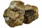 Fossil Iguanodon Tooth - England #316983-1